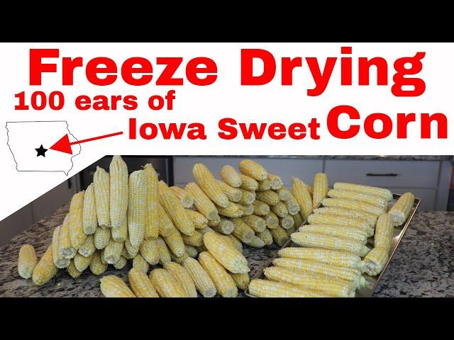 Freeze Dried Corn on the Cob -- IOWA SWEET CORN YEAR ROUND!