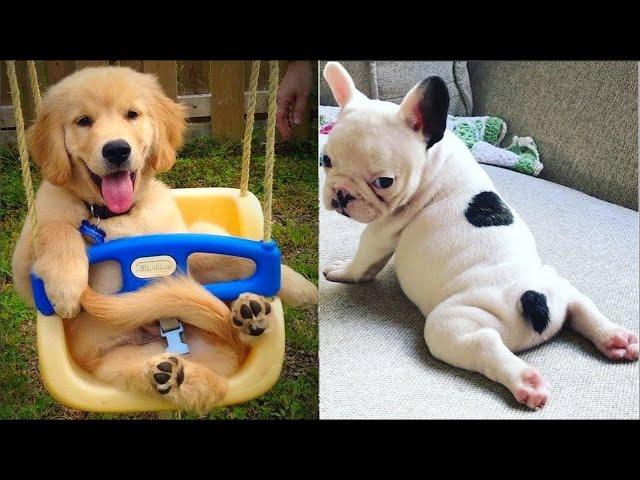 Cute Puppies  Cute Funny and Smart Dogs Compilation #19 | Cute Buddy