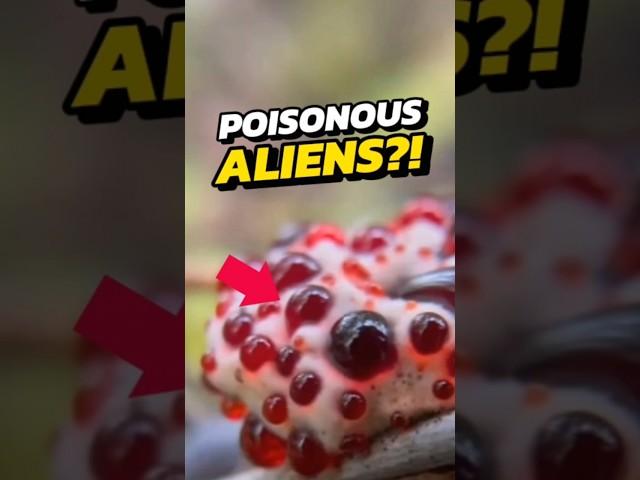 NEVER Eat This Creature  #viral