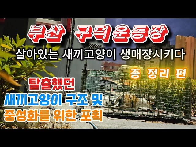 부산 구덕운동장 새끼고양이 사건 마지막편