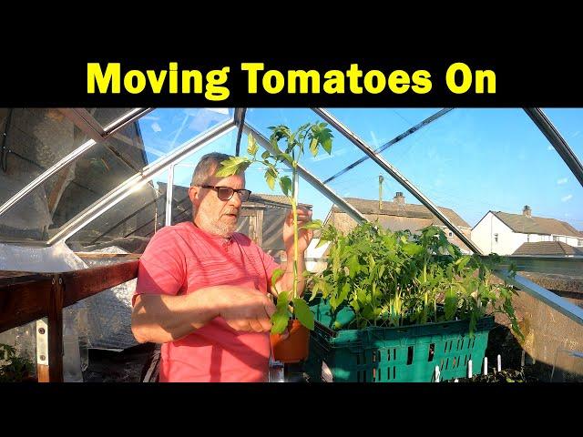 Crimson Crush | Moving to the plot | Tomato Strategy | Hotbox Protection | Green Side Up