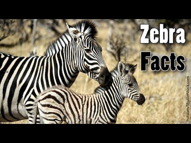 zebra (animal) habit, foods, life time and style l zebra's documentary l zebra's helpful information