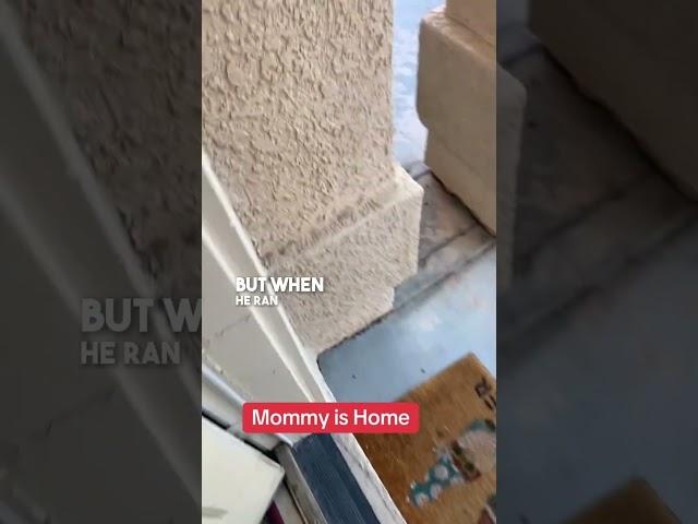 This chihuahua is excited when mom comes home 