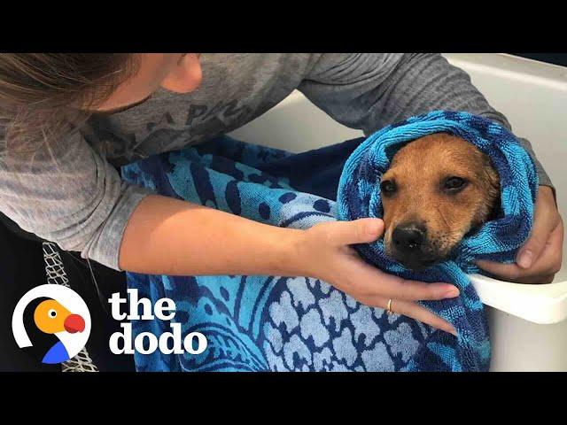 Woman Saves Hundreds Of Island Dogs Every Single Day | The Dodo