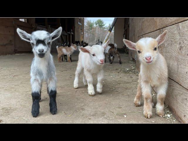 24 Curious goat kids!