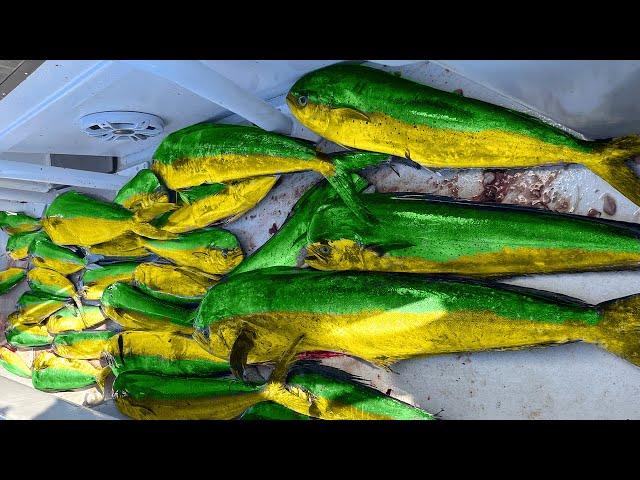 Commercial fishing for mahi!