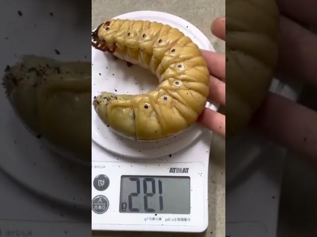 Hercules Beetle Larvae #larva #beetle #insects