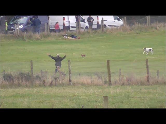 Ireland's cruel coursing: Hare desperately tries to escape from dogs