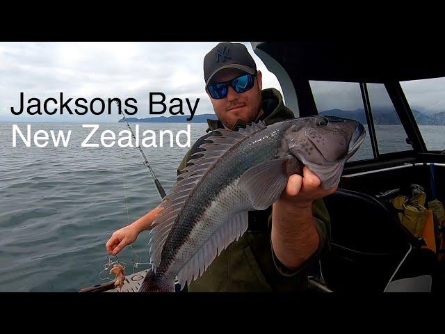 Catch n Cook FISHING in Haast South Westland NZ - Josh James - Bluenose - Tarakihi