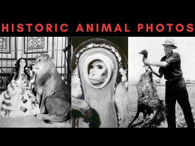 Unbelievable Historical Animal Photos