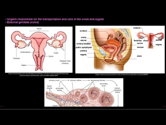 Grade 12 Life Sciences Human Reproduction Part 1