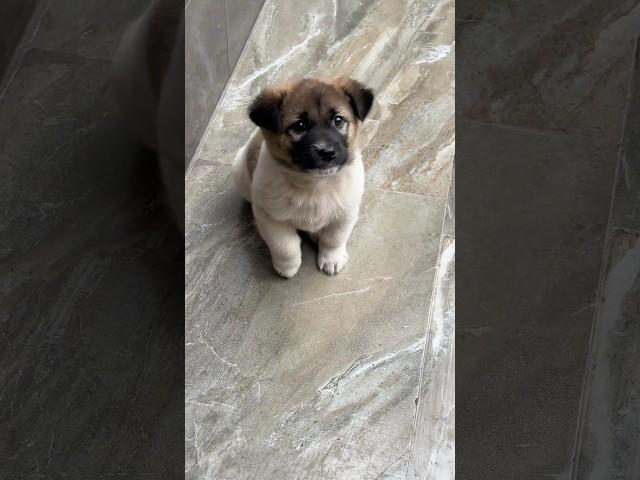 I can't handle this much cuteness…  #shorts #puppy #paws