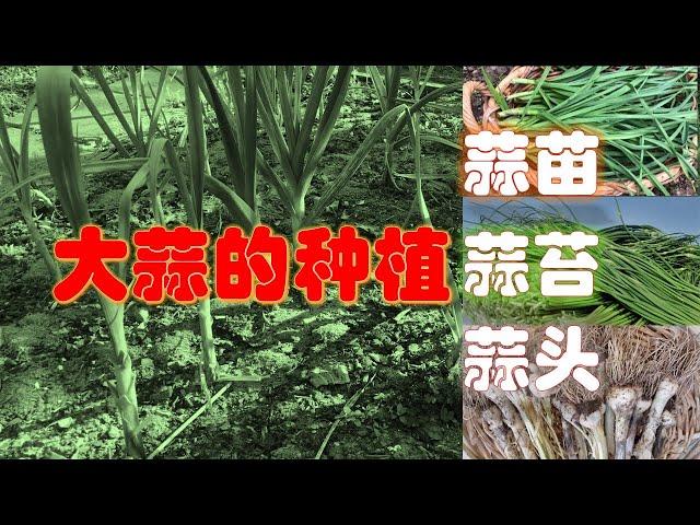 大蒜的种植 - 蒜苗、蒜苔和蒜头