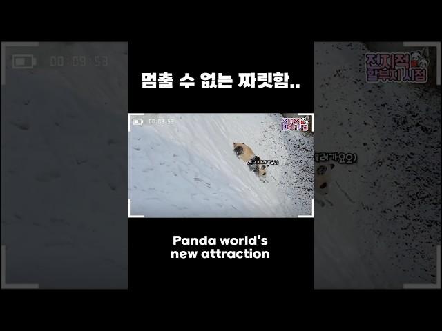 미끄럼틀 좀 타 본 판다 루이바오