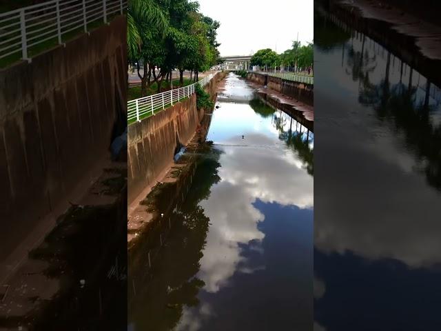 School of tilapia in the Rio Preto. #fishing #pesca #fish