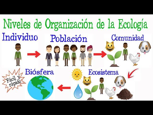 Niveles de Organización de la Ecología [Fácil y Rápido] | BIOLOGÍA |