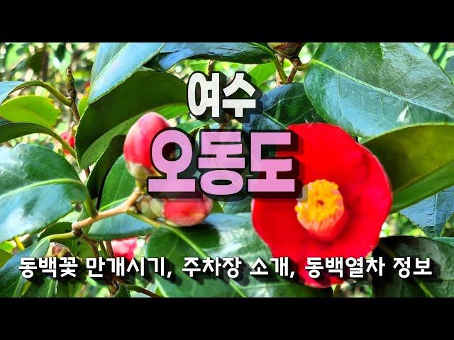 여수 일등 명소, 오동도ㅣ동백꽃 개화시기, 혼잡시 주차장 안내, 동백열차 정보