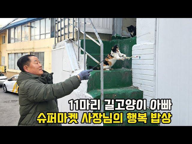 5년째 자식처럼 길고양이 돌보는 슈퍼마켓 사장님의 진심 "진짜 사랑하는 존재죠"