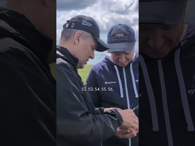 80 зёрен с колоса. Сорт Персей, Саратовская область #озимаяпшеница #агроном #сельскоехозяйство