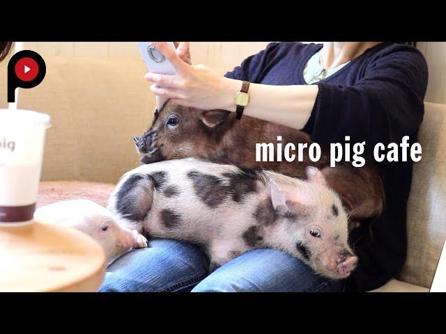 【マイクロブタカフェ】micro pig cafe | mipig Café