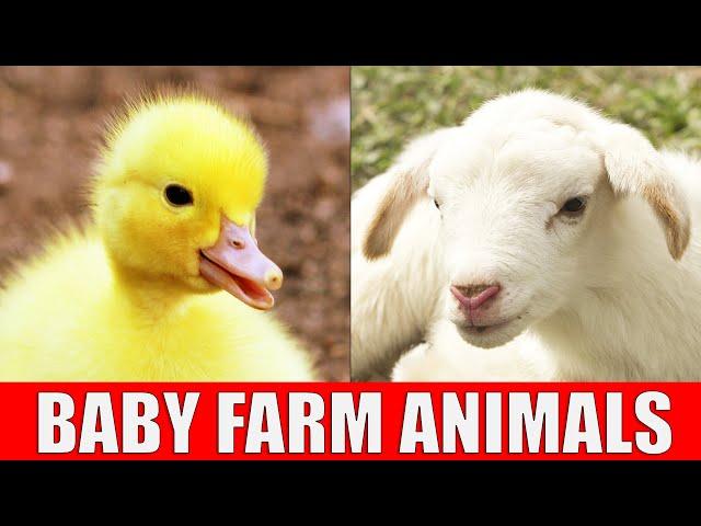 BABY FARM ANIMALS - Names of Animal Babies at the Farm in English