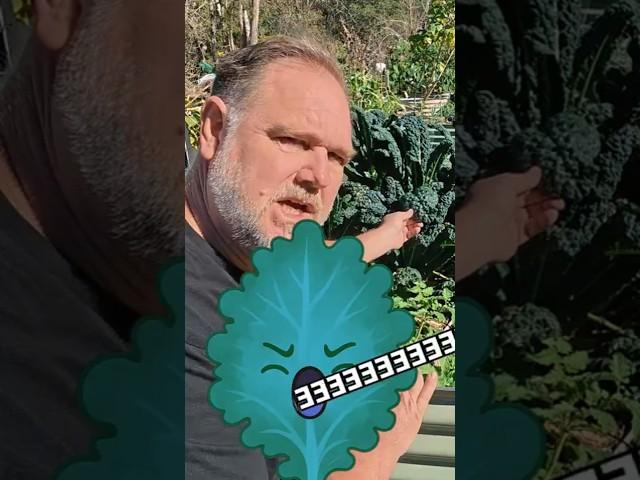 The Clever Trick KALE Does to Protect Itself from Cold