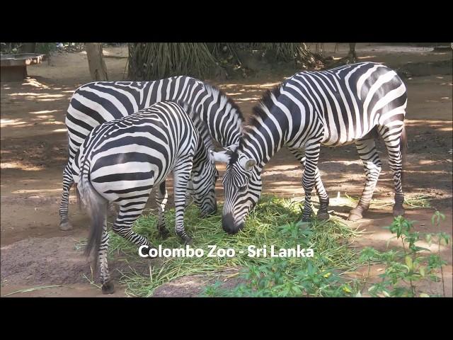 KASI RAYAPPA = Chapman's Zebra, COLOMBO ZOO, March 24, 2019