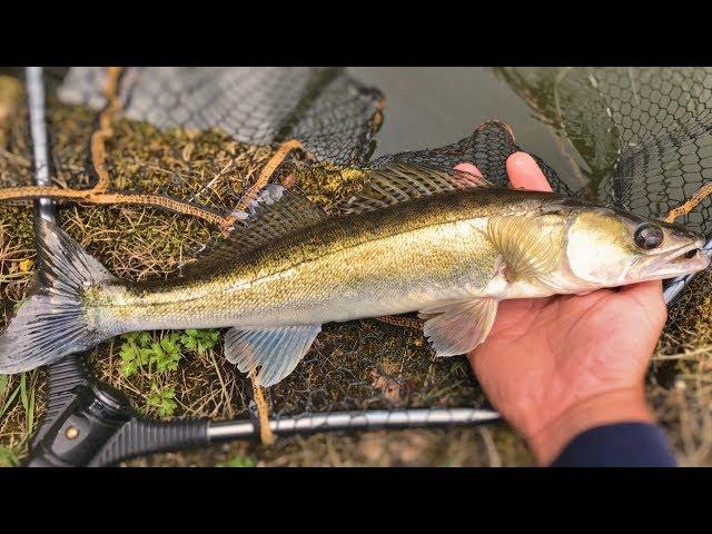 Lure fishing for Zander on a canal!