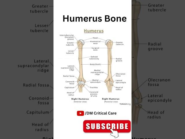 Humerus Bone #humerus #humerusbone #humerusanatomy