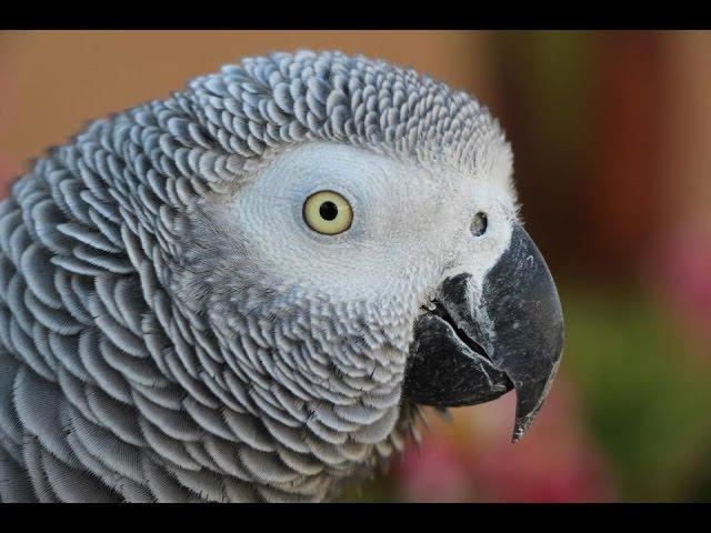 What are African Greys Like?