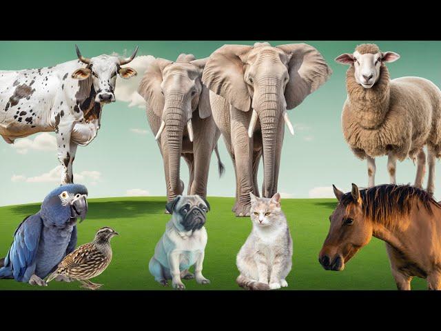 Happy Animal Moments: Chicken, Goat, Dog, Cat, Rabbit, Cow, Duck - Familiar Animals