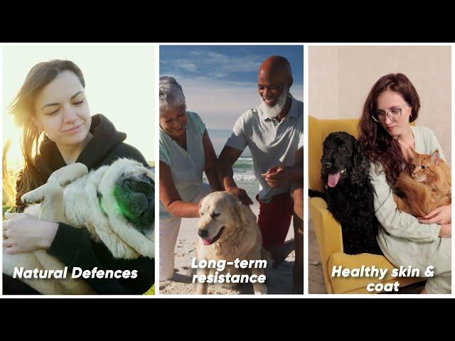 Guard Your Pets: Flea and Tick Defense Powder - Ultimate Protection Unveiled | Animigo