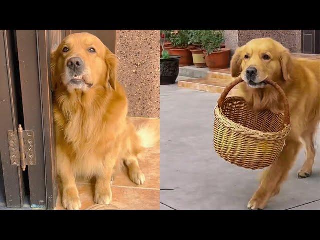 Grandma is in danger, golden retriever Mao Mao are anxious to cry️ #聪明旺豆豆 #金毛豆豆 #金毛