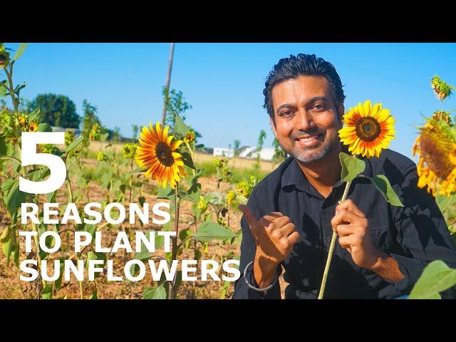 Why You Should ALWAYS Plant Sunflowers in Your Garden