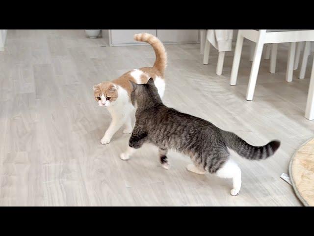 I wanted to play with my little brother so I stalked him all day and night, but he finally starte...