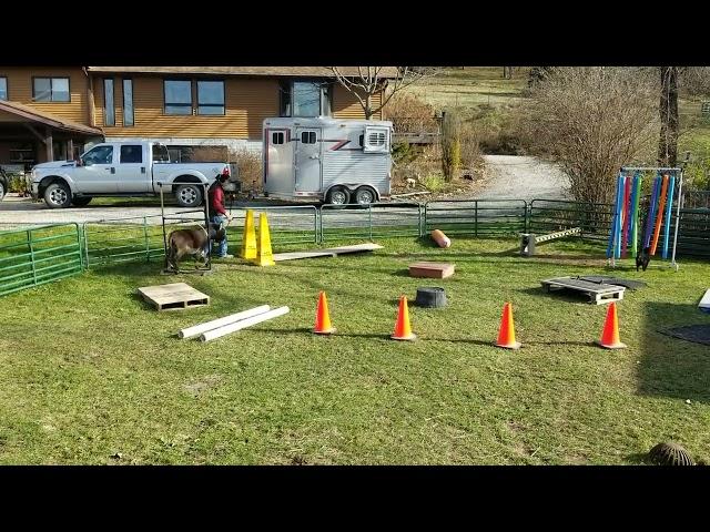 Micro Mini Donkey - Obstacle Course fun with Stud Muffin