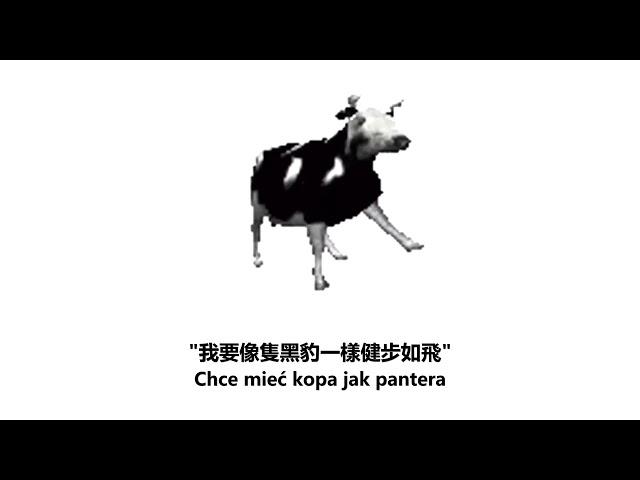 跳舞的波蘭牛Dancing Polish Cow歌曲中文翻譯(Traditional Chinese lyrics