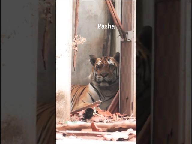 Tiger the greatest warrior of all time
