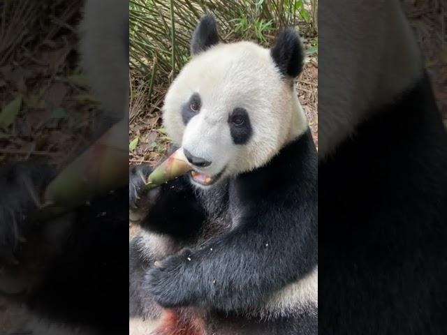 ting ting giant panda cuteness overloads #panda