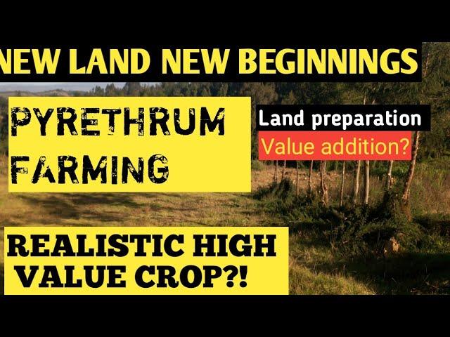 PYRETHRUM FARMING//NEW LAND