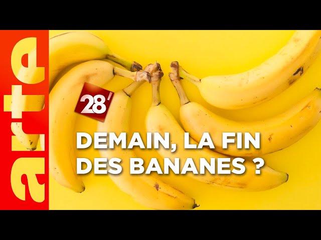 Intéressant : Demain y aura-t-il toujours des bananes ? | 28 minutes | ARTE