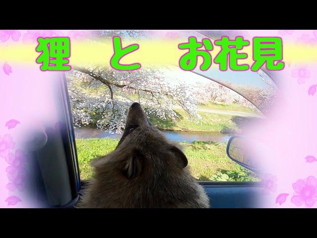 タヌキとお花見ドライブ(Let's go for a Cherry Blossom viewing drive with Tanuki!)