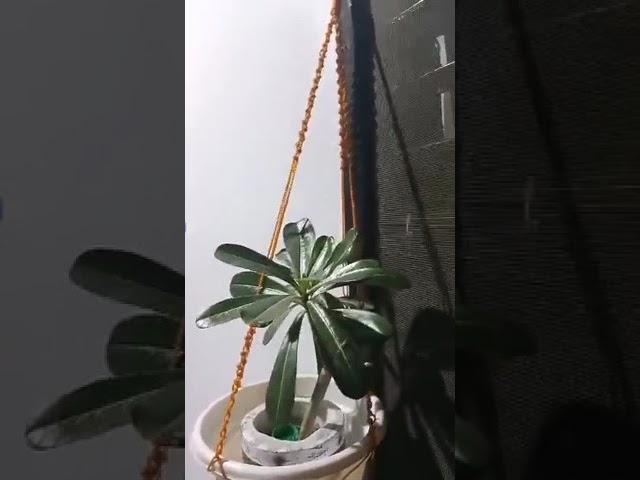 PLASTIC FLOWER POT USING DIY MACRAME  | #RubyTV
