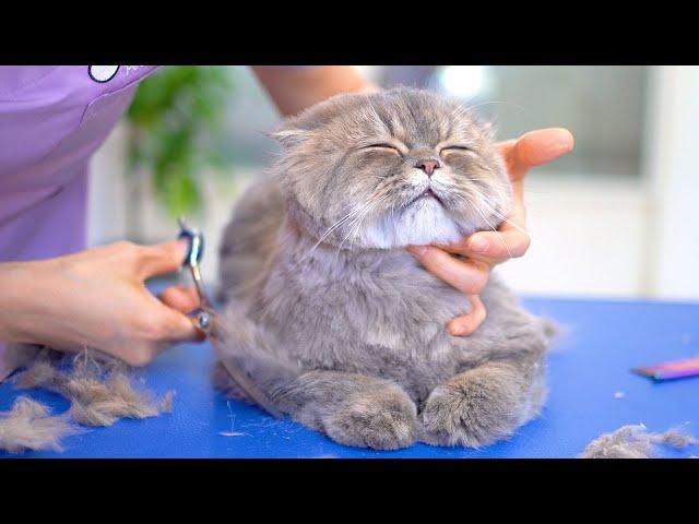 The Cat groomer relieves stress while working!️️