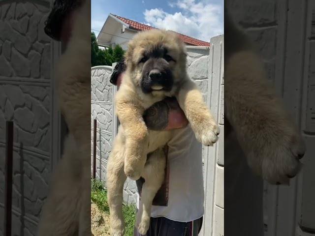 Most Aggressive Caucasian shepherd dog transformation  #shorts #jaishreeram (2m)+