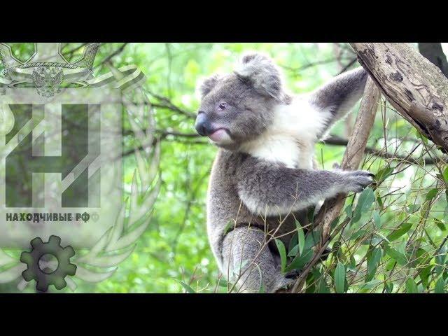 Красивое видео с коалами (футаж, скачать)