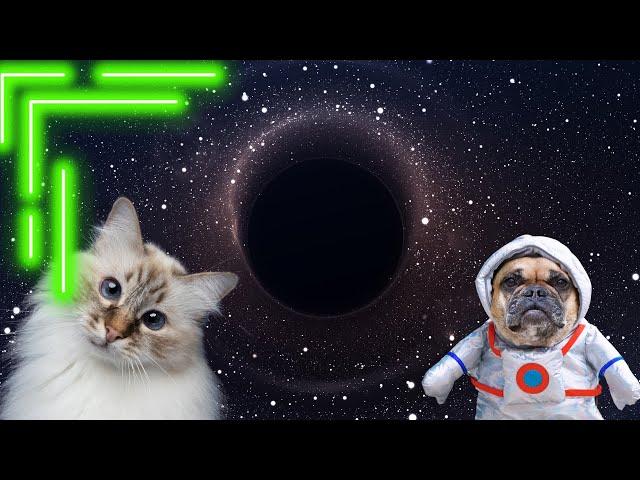 CATS and DOGS go to SPACE- COMEDY