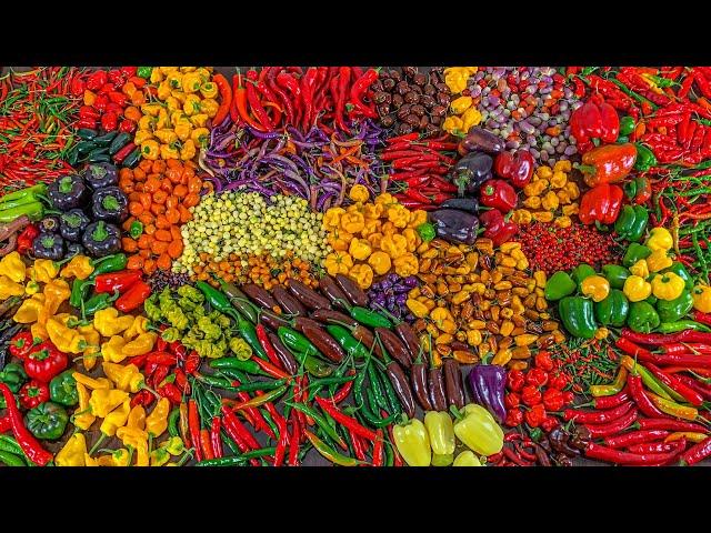 EP11: Insane pepper harvest in a small backyard garden