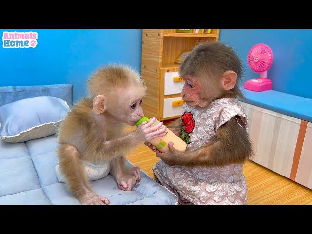 BiBi helps dad take care of baby monkey OBi