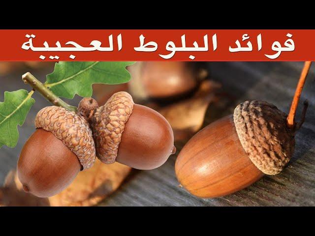 فوائد البلوط - هل تعلم ماذا تخفي ثمار البلوط من فوائد مذهلة؟